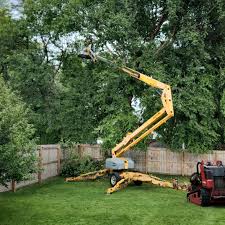 How Our Tree Care Process Works  in  Ovid, MI