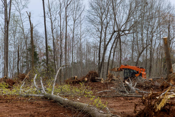 Best Tree Mulching  in Ovid, MI