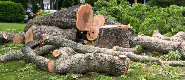 Best Tree Removal Service  in Ovid, MI